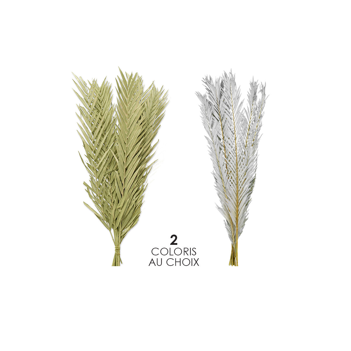 Feuilles de palmier cycas séchées
