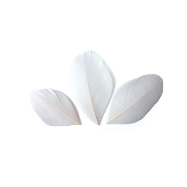 Plumes coupées blanc 6 cm sachet 3 gr