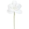 ORCHIDÉE BLANCHE x 6